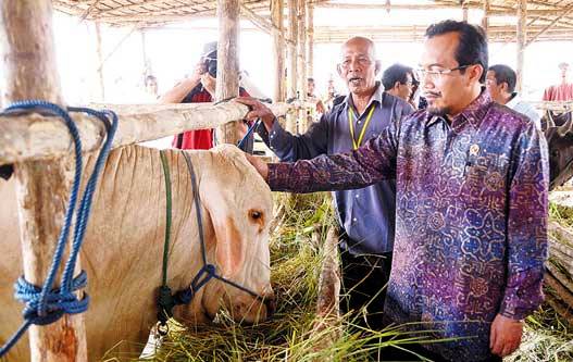 Mentan akan Berantas Praktik Ilegal Impor Sapi di Kementan